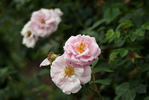 Mrs. F.F. Prentiss rose photo