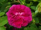 Belle de Yèbles rose photo