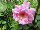 Brian Rix rose photo