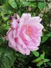 Brian Rix rose photo