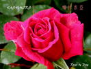 Kashmir Rose rose photo