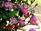 Pink Gnome rose photo