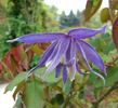 Lagoon clematis photo