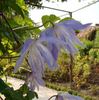 Wesselton clematis photo