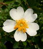 R. clinophylla rose photo