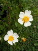 R. clinophylla rose photo
