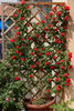 Orange Meillandina, Cl. rose photo