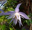 Wesselton clematis photo