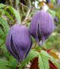 Lagoon clematis photo