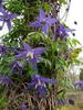 Lagoon clematis photo