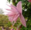 Markham's Pink clematis photo