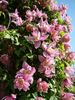Markham's Pink clematis photo