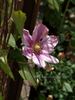 Patricia Ann Fretwell clematis photo