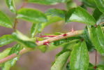 Ardon rose photo