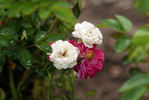 Ardon rose photo