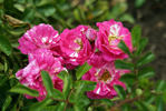 Ardon rose photo