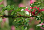 Babette Rambler rose photo