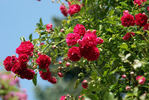 Babette Rambler rose photo