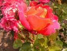 Harlequin rose photo