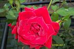 The 9/11 Flight 93 Rose rose photo