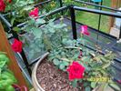 Wilflt93 rose photo