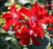 Apache rose photo