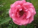 Étude rose photo