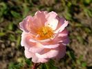Herself rose photo