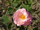 Herself rose photo