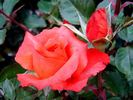 D. D. Ruaux rose photo