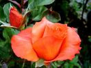 D. D. Ruaux rose photo