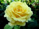 Goldstar rose photo