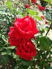 Aroma rose photo