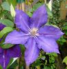 Julka clematis photo