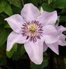 Rosa Königskind clematis photo