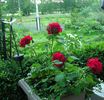 Courage™ rose photo