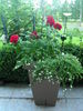 Courage™ rose photo
