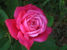 Madame de Tartas rose photo