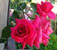 Cherry Lips rose photo