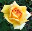 Crock O' Gold rose photo