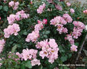 Puanani rose photo