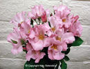 Puanani rose photo