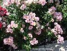 Puanani rose photo