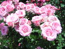 Orlando ™ rose photo