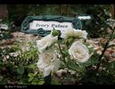Ivory Palace rose photo