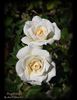 Ivory Palace rose photo