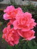 Madame Nicolas Aussel rose photo