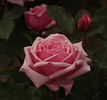FKS-258 rose photo