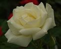 FKS-266 rose photo