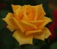 FKS-265 rose photo